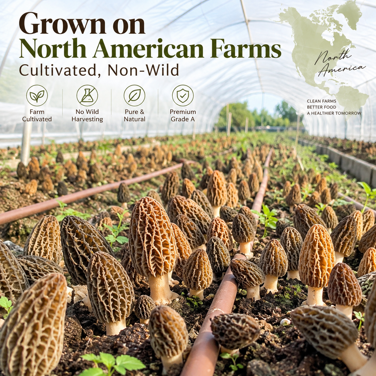 North American Cultivated Dried Morel Mushrooms, Grade A Morchella, Gourmet Mushrooms for Steak, Risotto & Pasta