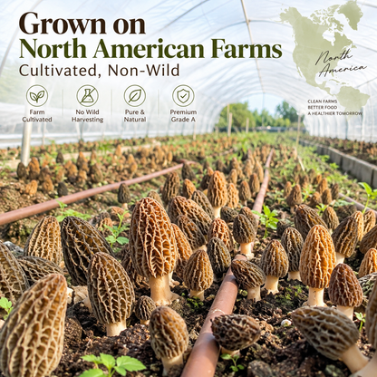 North American Cultivated Dried Morel Mushrooms, Grade A Morchella, Gourmet Mushrooms for Steak, Risotto & Pasta